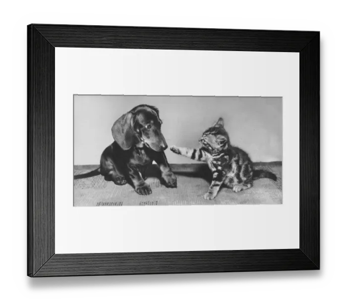 Framed Print : Dachshund and tabby kitten Framed Print : Dachshund and tabby kitten