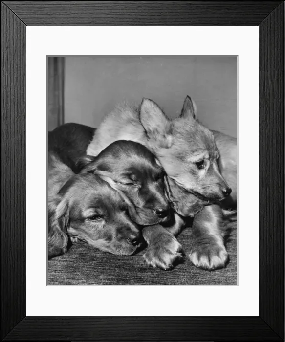 Framed Print : Two spaniels and a fox cub Framed Print : Two spaniels and a fox cub