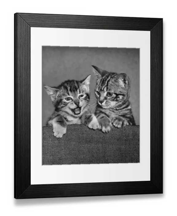 Framed Print : Two tabby kittens on the back of a chair Framed Print : Two tabby kittens on the back of a chair