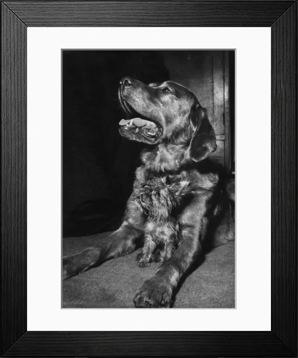Framed Print : Yorkie and large dog Framed Print : Yorkie and large dog