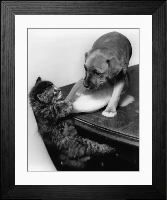 Framed Print : Tabby kitten and puppy on a table Framed Print : Tabby kitten and puppy on a table