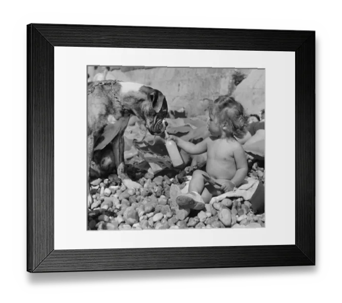 Framed Print : Toddler and boxer dog on pebbly beach Framed Print : Toddler and boxer dog on pebbly beach
