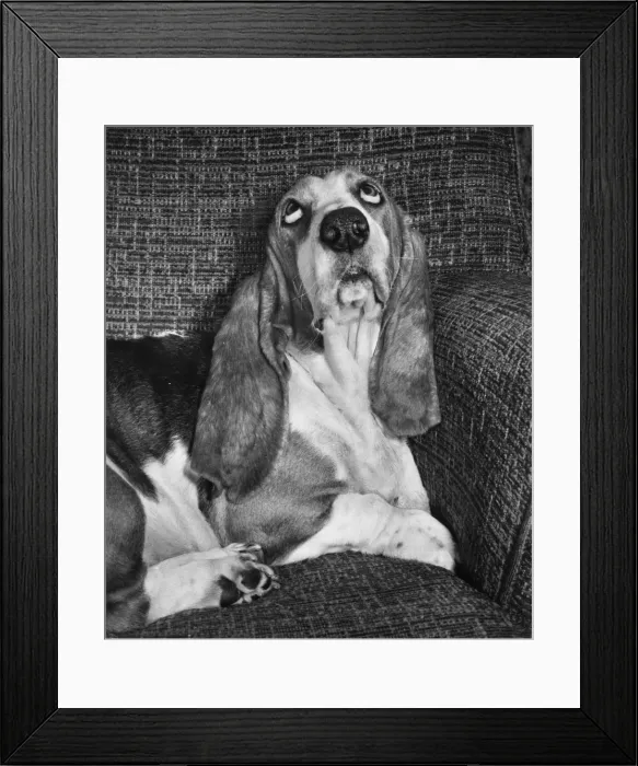 Framed Print : Basset hound on a sofa Framed Print : Basset hound on a sofa