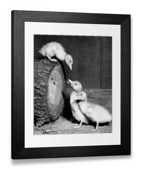 Framed Print : Three ducklings Framed Print : Three ducklings