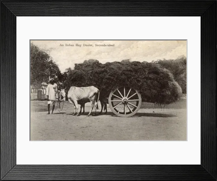 Framed Print : Indian hay dealer and cart, Secunderabad, India Framed Print : Indian hay dealer and cart, Secunderabad, India