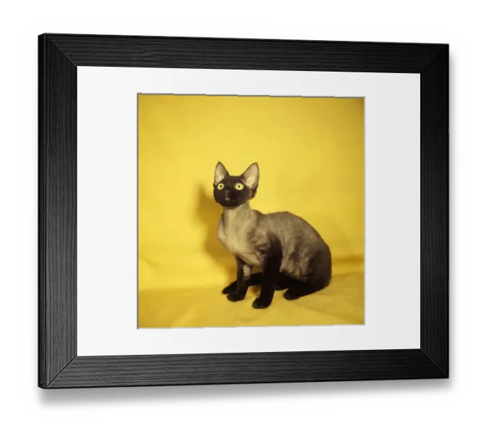Framed Print : Siamese kitten with yellow background Framed Print : Siamese kitten with yellow background