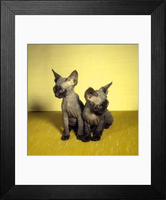 Framed Print : Two Siamese kittens with yellow background Framed Print : Two Siamese kittens with yellow background