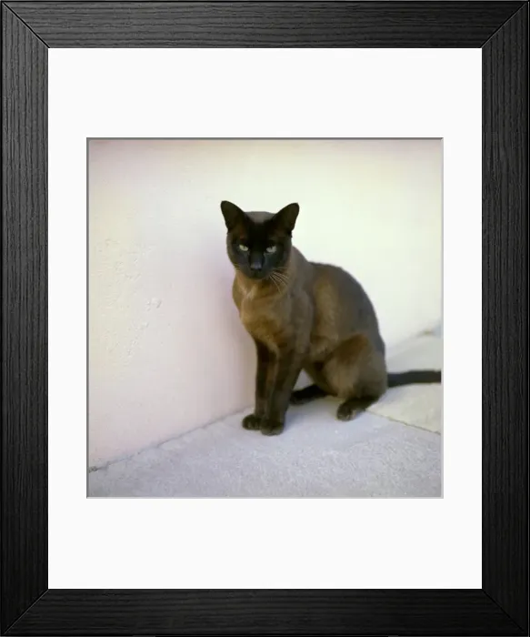 Framed Print : Siamese cat Framed Print : Siamese cat