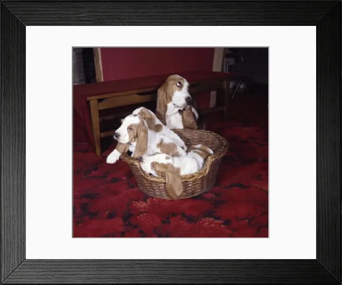 Framed Print : Four Basset hounds with basket Framed Print : Four Basset hounds with basket
