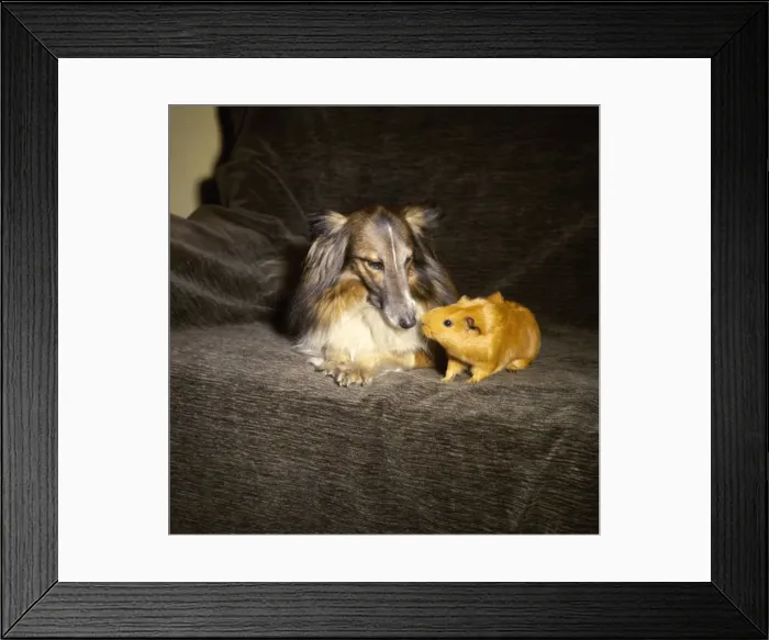 Framed Print : Shetland Collie and guinea pig on a sofa Framed Print : Shetland Collie and guinea pig on a sofa