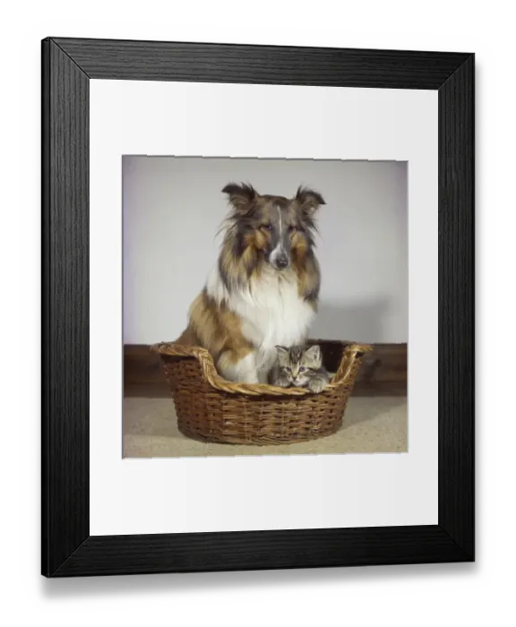 Framed Print : Collie dog and tabby kitten in a basket Framed Print : Collie dog and tabby kitten in a basket