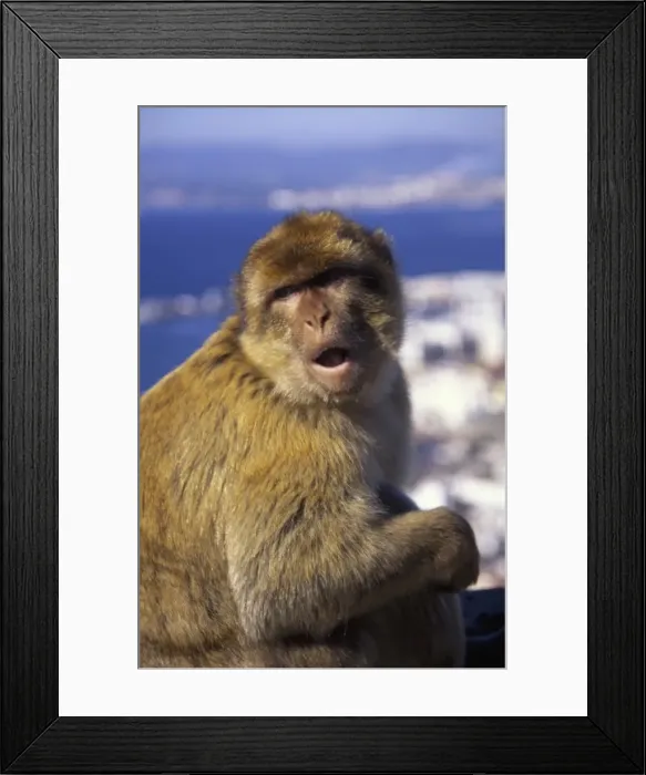 Framed Print : Monkey, possibly on the island of Gibraltar Framed Print : Monkey, possibly on the island of Gibraltar