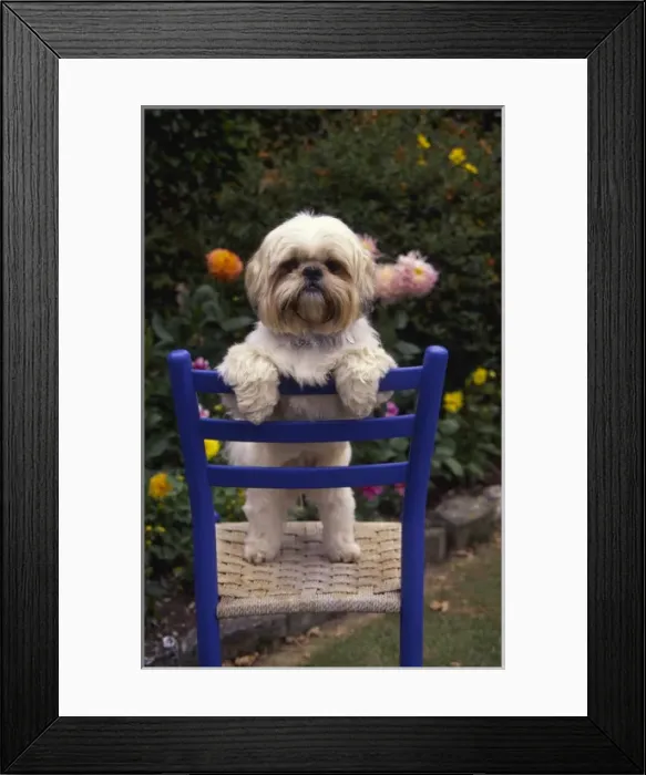 Framed Print : Little dog on a chair in a garden Framed Print : Little dog on a chair in a garden