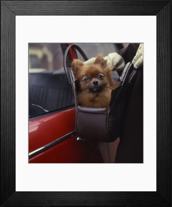 Framed Print : Lapdog in a handbag Framed Print : Lapdog in a handbag