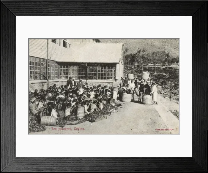 Framed Print : Tea plantation workers, Ceylon (Sri Lanka) Framed Print : Tea plantation workers, Ceylon (Sri Lanka)