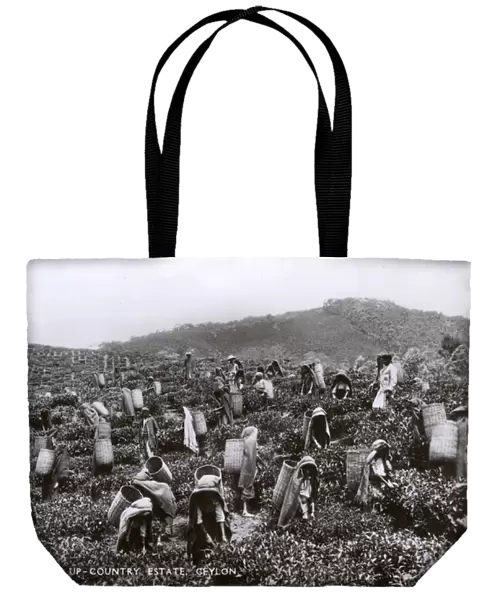 Tea plantation workers, Ceylon (Sri Lanka)