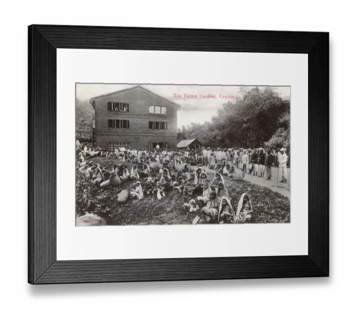 Framed Print : Tea plantation workers, Ceylon (Sri Lanka) Framed Print : Tea plantation workers, Ceylon (Sri Lanka)