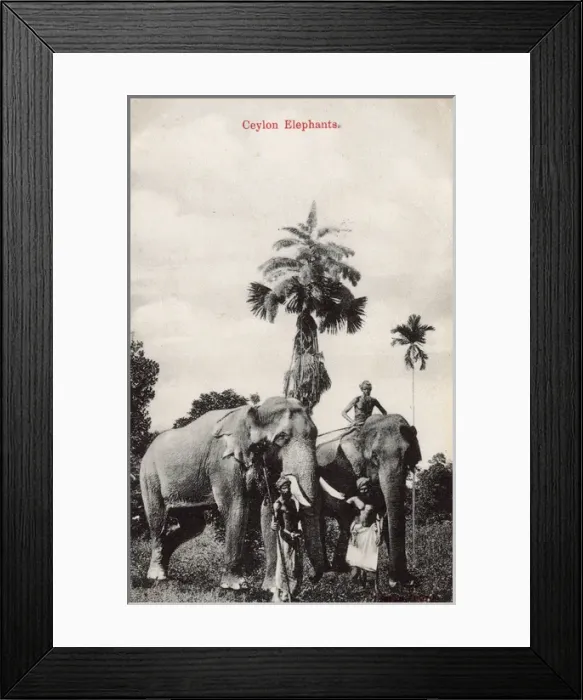 Framed Print : Elephants and their keepers, Ceylon (Sri Lanka) Framed Print : Elephants and their keepers, Ceylon (Sri Lanka)