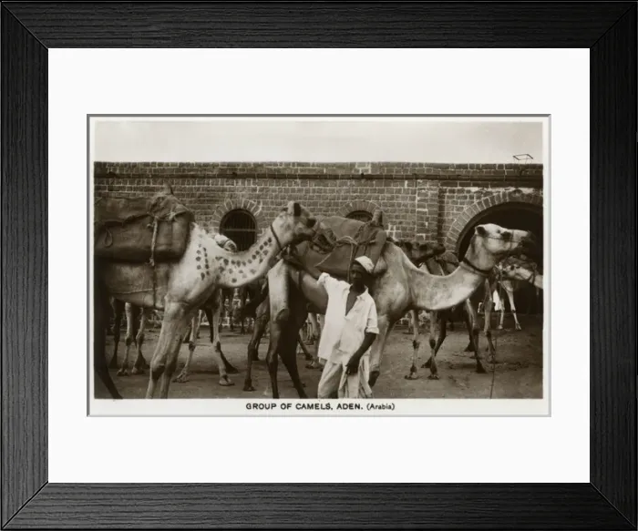 Framed Print : Camel caravan, Aden Framed Print : Camel caravan, Aden