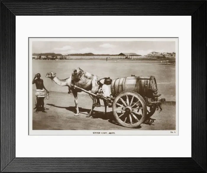 Framed Print : Camel-drawn water cart, Aden Framed Print : Camel-drawn water cart, Aden