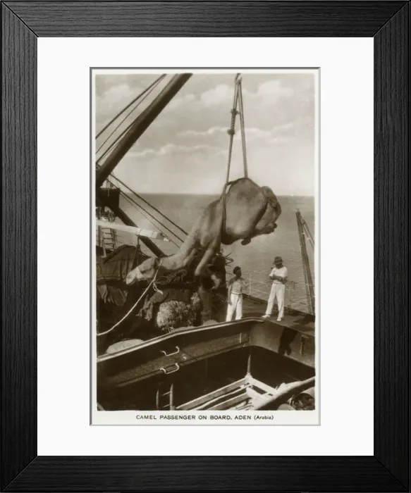 Framed Print : Camel being hoisted onto a ship, Aden Framed Print : Camel being hoisted onto a ship, Aden