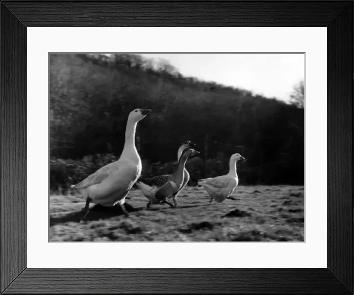 Framed Print : Geese in a field, West Country Framed Print : Geese in a field, West Country