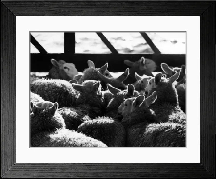 Framed Print : Sheep penned in on boat to Shetland Framed Print : Sheep penned in on boat to Shetland
