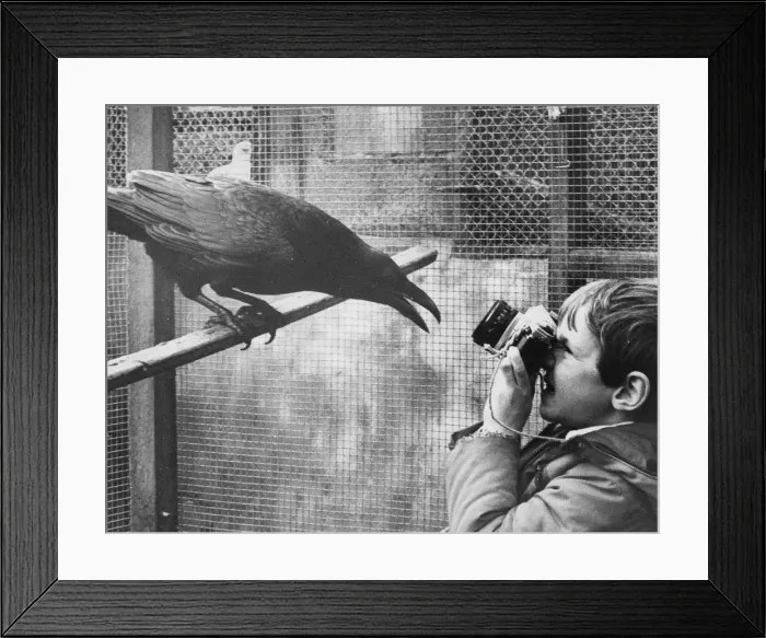 Framed Print : Boy photographing raven, Mousehole, Cornwall