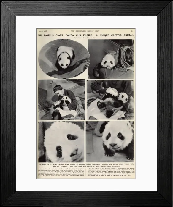 Framed Print : Ruth Harkness and her baby Giant Panda, Sun-Lin Framed Print : Ruth Harkness and her baby Giant Panda, Sun-Lin