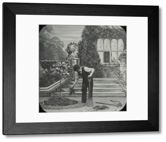 Framed Print : A gardener feeds the rose bush with fresh manure Framed Print : A gardener feeds the rose bush with fresh manure