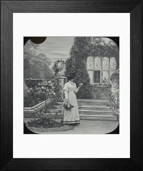 Framed Print : Elegant lady in a grand country garden picks roses Framed Print : Elegant lady in a grand country garden picks roses
