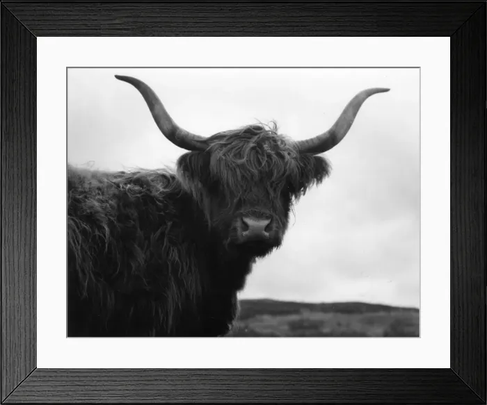 Framed Print : Highland cow, Scotland Framed Print : Highland cow, Scotland