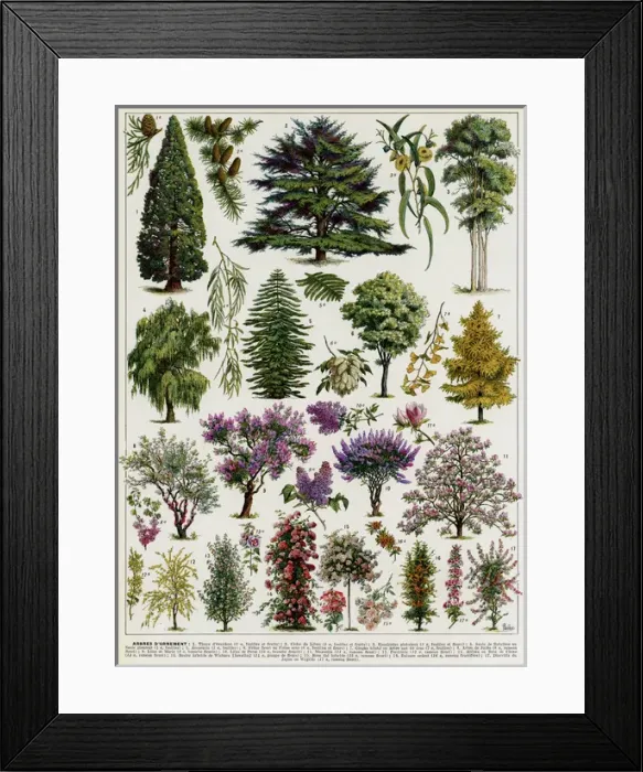 Framed Print : Jardins (Arbres d ornement) - trees for ornamental gardens Framed Print : Jardins (Arbres d ornement) - trees for ornamental gardens