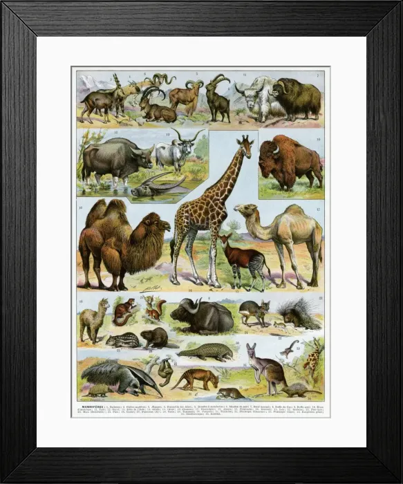 Framed Print : Mammiferes - mammals Framed Print : Mammiferes - mammals