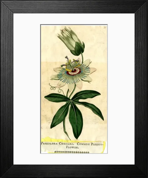 Framed Print : Passiflora Coerulea, Common Passion-Flower Framed Print : Passiflora Coerulea, Common Passion-Flower