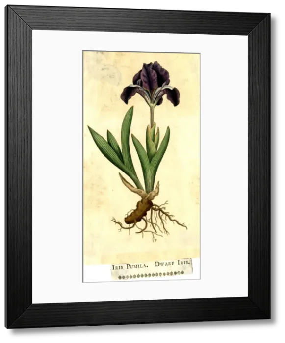 Framed Print : Iris Pumila, Dwarf Iris Framed Print : Iris Pumila, Dwarf Iris