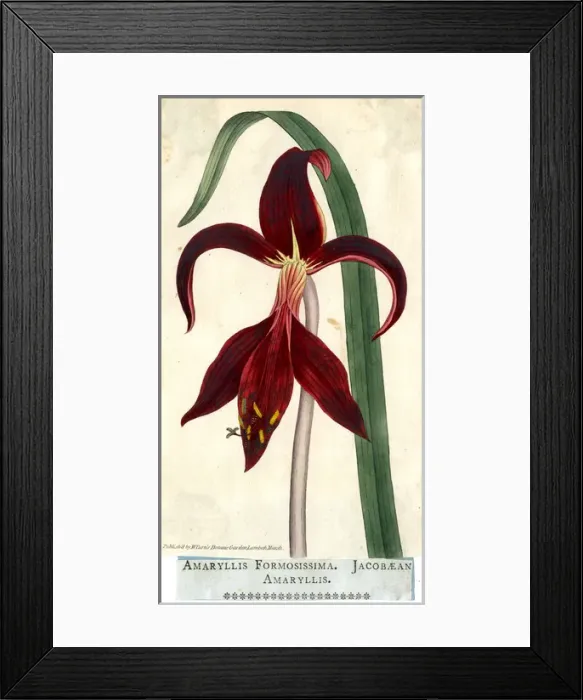 Framed Print : Amaryllis Formosissima, Jacobaean Amaryllis Framed Print : Amaryllis Formosissima, Jacobaean Amaryllis