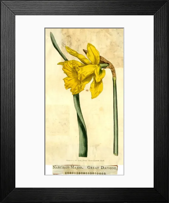 Framed Print : Narcissus Major, Great Daffodil Framed Print : Narcissus Major, Great Daffodil