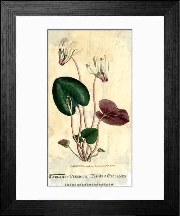 Framed Print : Cyclamen Persicum, Persian Cyclamen Framed Print : Cyclamen Persicum, Persian Cyclamen