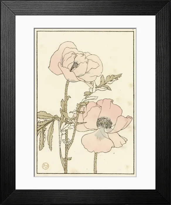 Framed Print : Poppy. Decorative flower study by Jeannie Foord, of a Poppy a herbaceous plant.. 1897 Framed Print : Poppy. Decorative flower study by Jeannie Foord, of a Poppy a herbaceous plant.. 1897