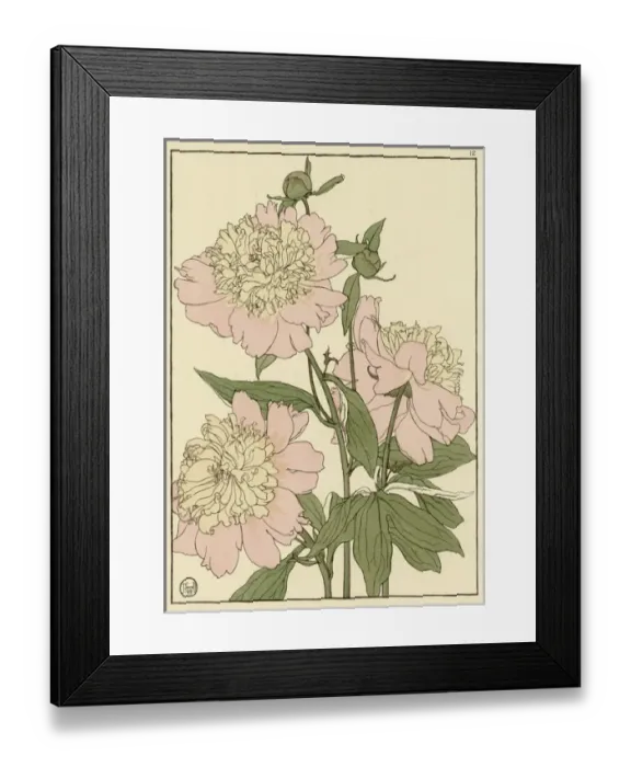 Framed Print : Peony. Decorative flower study by Jeannie Foord, of a flowering Peony.. 1899 Framed Print : Peony. Decorative flower study by Jeannie Foord, of a flowering Peony.. 1899