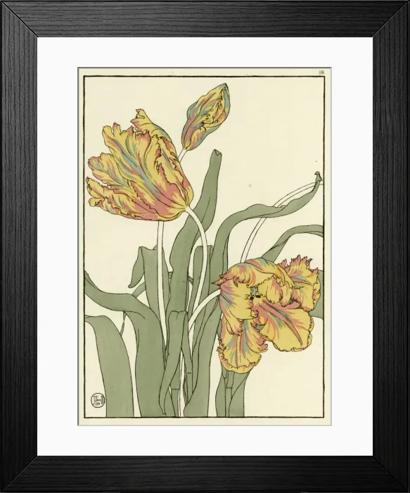Framed Print : Tulip. Decorative flower study by Jeannie Foord, of a Tulip Framed Print : Tulip. Decorative flower study by Jeannie Foord, of a Tulip