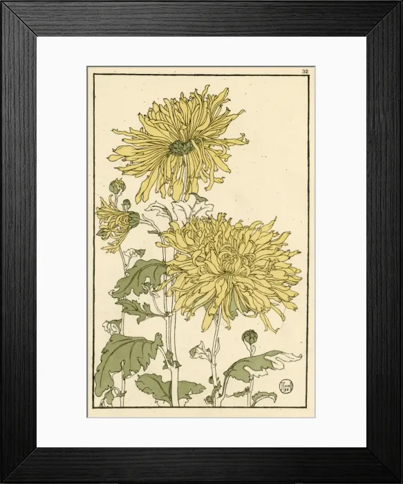 Framed Print : Chrysanthemum Framed Print : Chrysanthemum