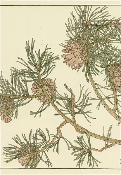Pine cone. Decorative flower study by Jeannie Foord.. 1899
