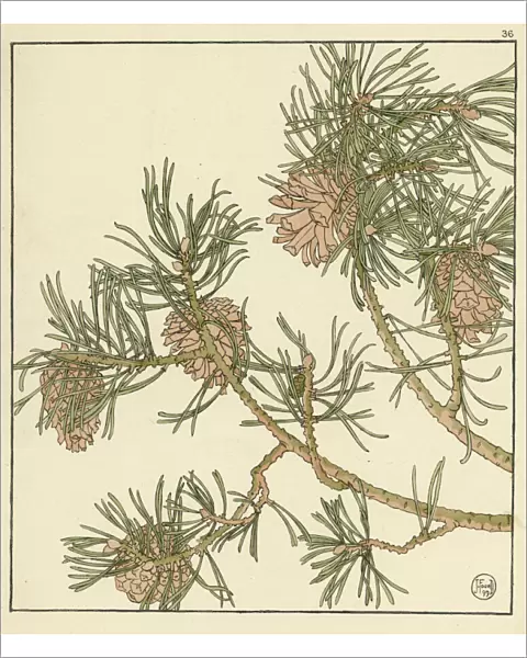 Pine cone. Decorative flower study by Jeannie Foord.. 1899