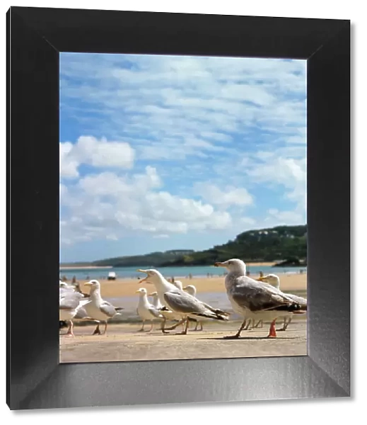 Herring gulls at St Ives, Cornwall
