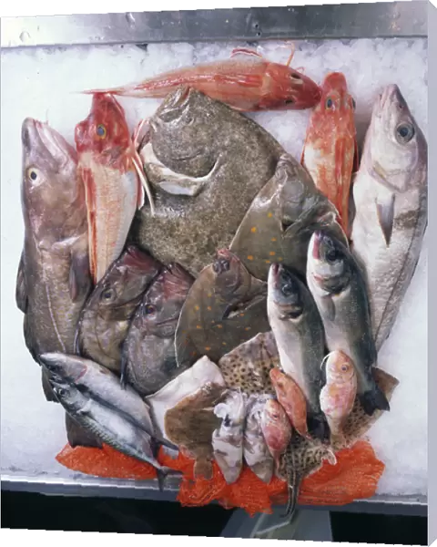 A colouorful display of local fresh fish, Cornwall