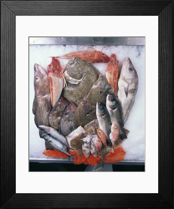 Framed Print : A colouorful display of local fresh fish, Cornwall Framed Print : A colouorful display of local fresh fish, Cornwall