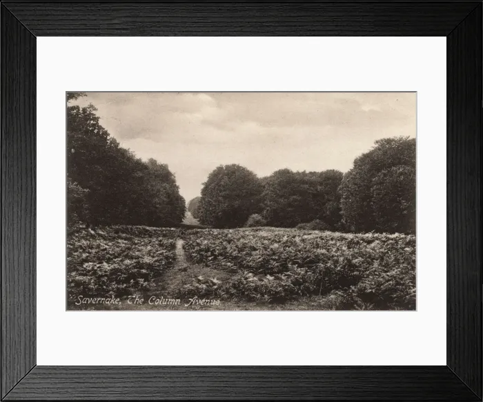 Framed Print : The Column Avenue, Savernake Forest, Wiltshire Framed Print : The Column Avenue, Savernake Forest, Wiltshire
