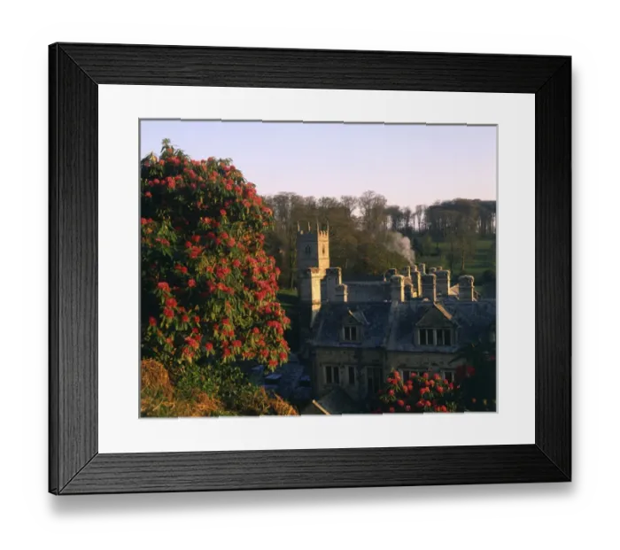 Framed Print : Rhododendrons at Lanhydrock House, Cornwall Framed Print : Rhododendrons at Lanhydrock House, Cornwall